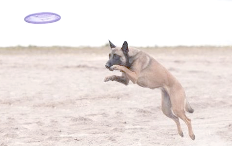 马犬：一种实力非凡的狗狗