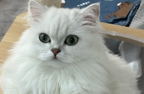 给猫看个病花费2000多元！