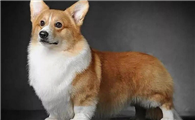 威尔斯柯基犬：小短腿的可爱世界