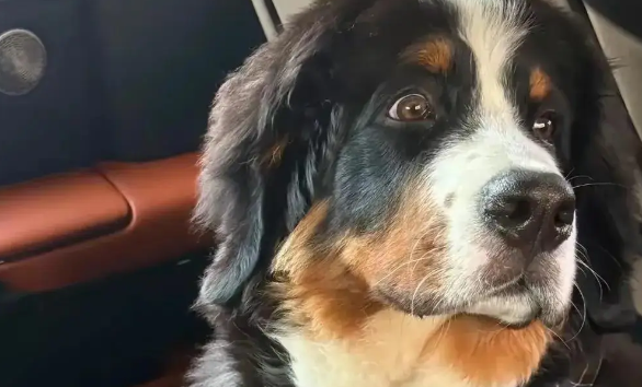 莱山救伯恩山犬的救伯流浪狗现在很好，好心大哥又拿火腿肠去喂它们！恩山<strong></strong>