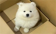 狗狗可以吃橘子皮吗