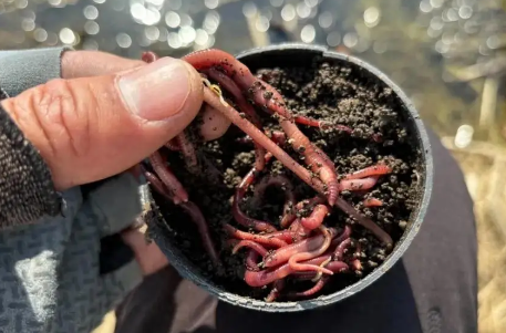 湿蚯蚓多少钱一斤
