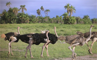 鸵鸟要养几年才成年