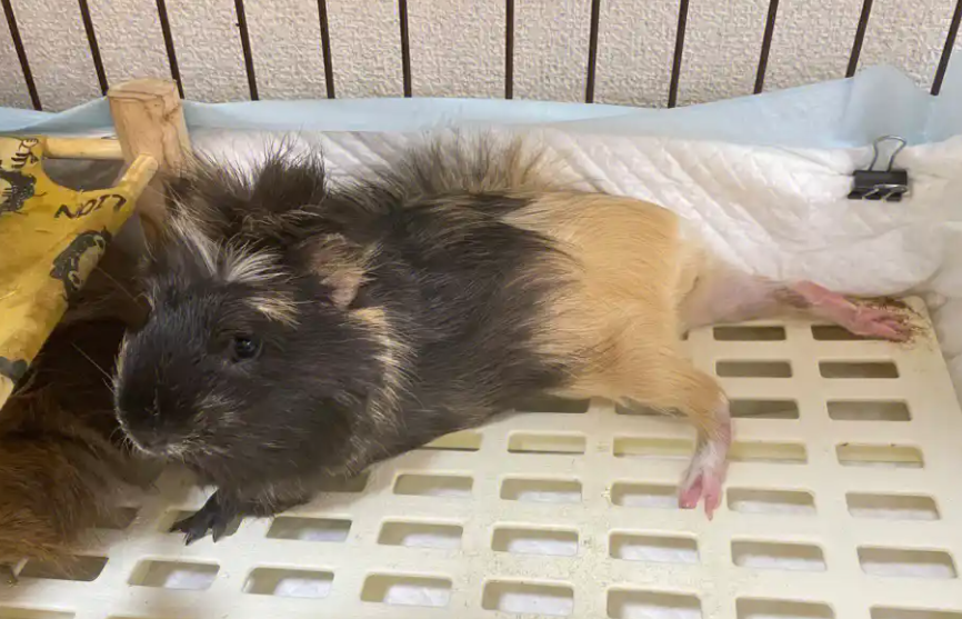 如何成功饲养豚鼠?一看便知 如何成功饲养豚鼠?一看便知