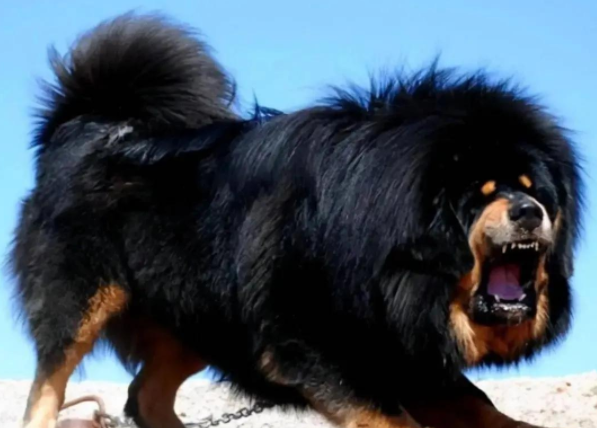 从千万神犬到流浪犬:藏獒神话破灭的真相 从千万神犬到流浪犬:藏獒神话破灭的真相