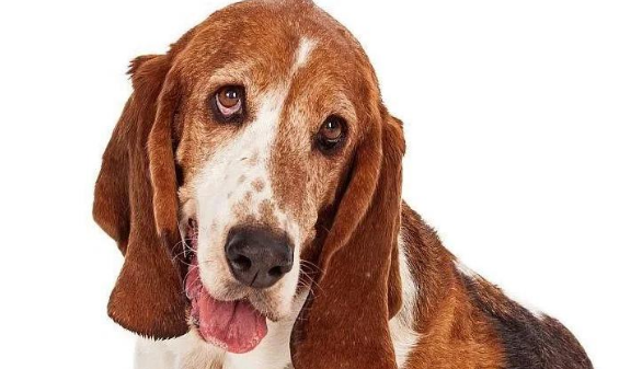 巴吉度犬：懒惰却善解人意的狗狗！