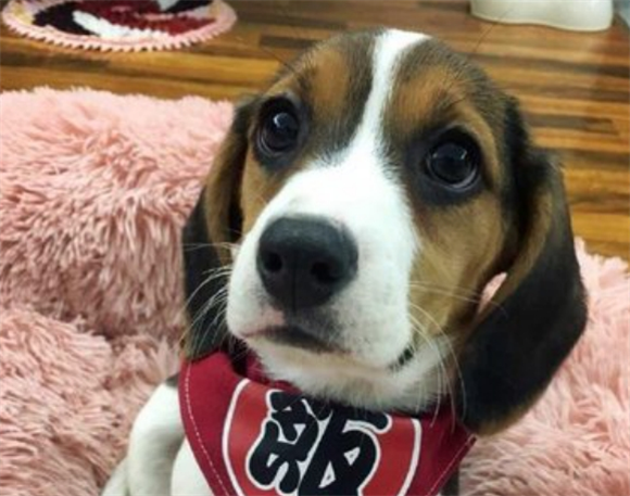 比格犬毛难打理吗？轻松护理全攻略