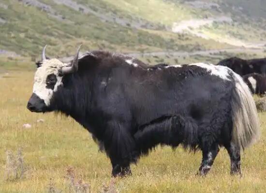 四川牦牛多少钱一头 四川牦牛多少钱一头