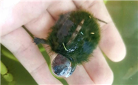 绿毛龟吃什么食物