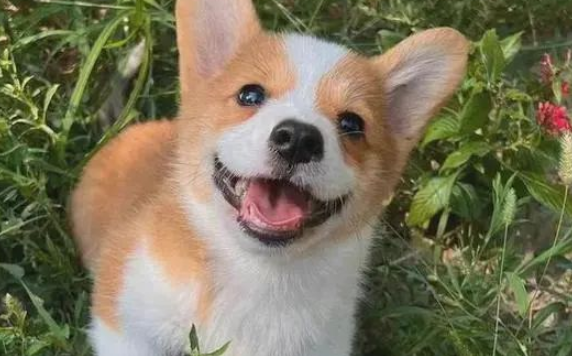 探索威尔斯柯基犬受欢迎的原因,是否戳中你? 探索威尔斯柯基犬受欢迎的原因,是否戳中你?