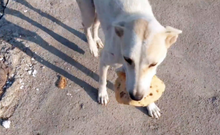 放下戒备讨好人类的狗狗,要到食物转身就跑,跟随后发现感人真相 放下戒备讨好人类的狗狗,要到食物转身就跑,跟随后发现感人真相