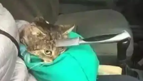 男子开车遇到猫,下车一看心疼了,立马抱上车去医院 男子开车遇到猫,下车一看心疼了,立马抱上车去医院