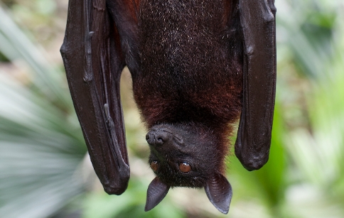 蝙蝠有多少种病毒 蝙蝠有多少种病毒