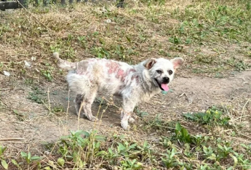 懂得感恩的流浪狗,却因外貌被人类嫌弃,带回家2个月后判若两狗 懂得感恩的流浪狗,却因外貌被人类嫌弃,带回家2个月后判若两狗