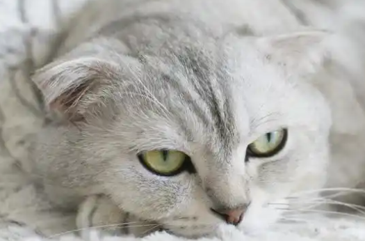苏格兰折耳猫该如何饲养?从幼猫期到成年期应该要注意的地方很多 苏格兰折耳猫该如何饲养?从幼猫期到成年期应该要注意的地方很多