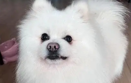 狗狗吃什么能长胖又营养 狗狗吃什么能长胖又营养