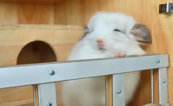 龙猫的独特魅力与饲养挑战详解