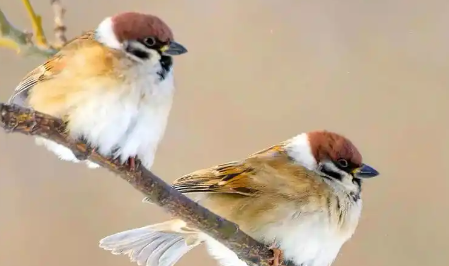 麻雀蛋长什么样 麻雀蛋长什么样