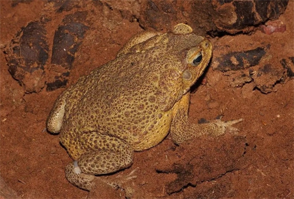 蟾蜍多少钱一只 蟾蜍多少钱一只