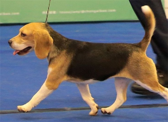 比格犬怎么看纯不纯？一文教你火眼金睛识 “真汪”