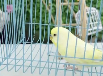 虎皮鹦鹉适合家养吗