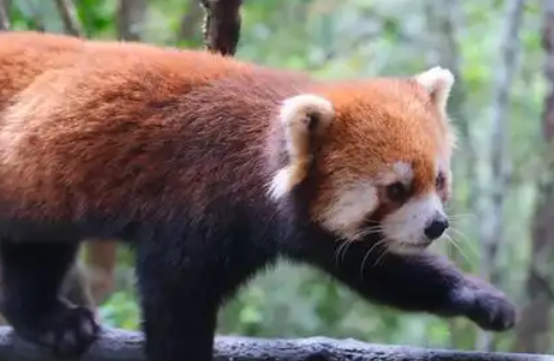 小熊猫与熊猫的区别