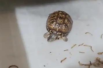 小乌龟吃蚯蚓吗