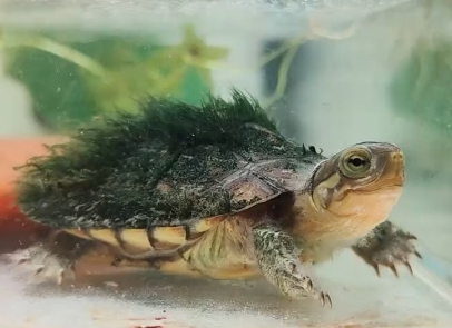 绿毛龟是深水龟还是浅水龟