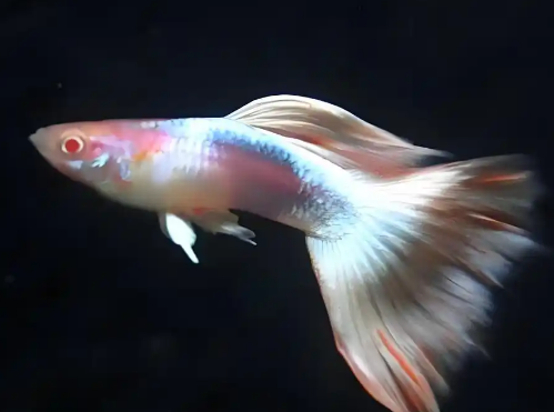 孔雀鱼鱼鳃发红是什么原因 孔雀鱼鱼鳃发红是什么原因