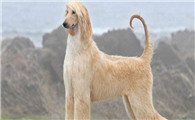 阿富汗猎犬性格怎么样？智商如何？