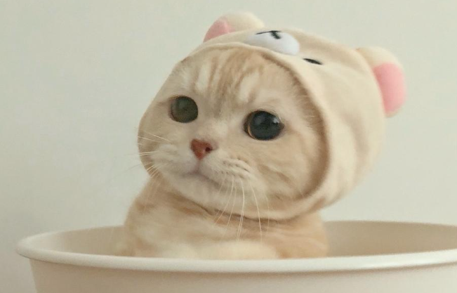 小型猫的品种有哪些？最小的能用杯子装的茶杯猫