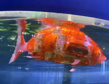 女子养了两条电子鱼。网友:赛博鲤鱼 女子养了两条电子鱼。网友:赛博鲤鱼