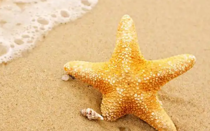 烤海星有什么功效