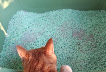 扬星猫砂属于什么档次