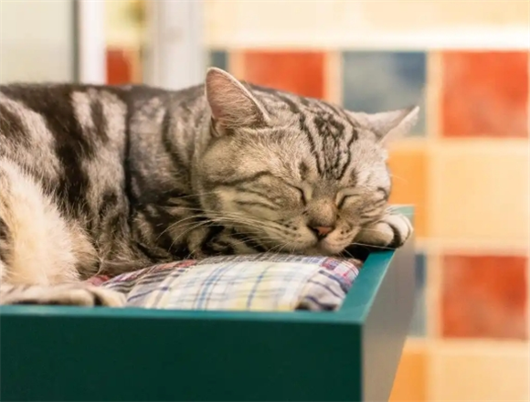 吃得好才能长得好 ORIJEN原始猎食渴望猫粮首选