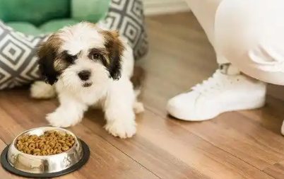比乐狗粮好不好？怎么帮狗狗选择合适的狗粮