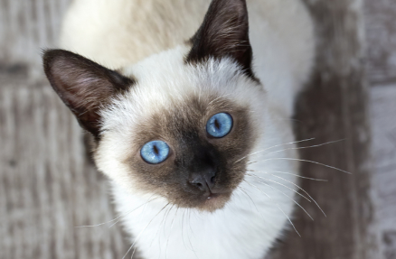 巴厘猫：一种优雅的长毛猫品种！