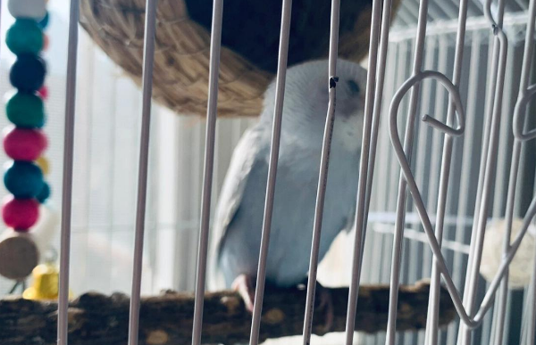 虎皮鹦鹉不叫怎么回事