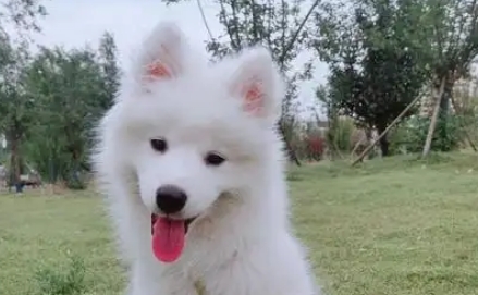 狗狗治肠胃炎特效药