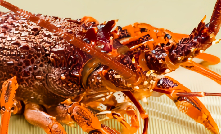 波士顿龙虾产自哪里 波士顿龙虾产自哪里