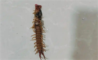 蜈蚣藏在家里什么地方