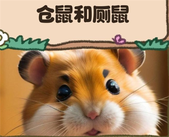 仓鼠和厕鼠