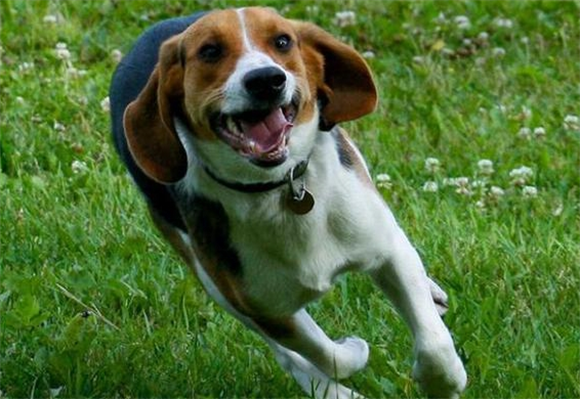 比格犬的优缺点详解：如何成为理想的家庭伴侣