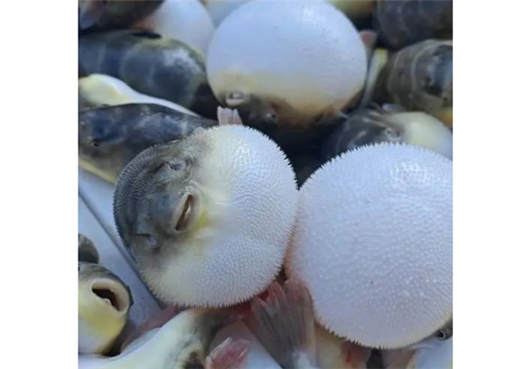 河豚的皮肤有毒吗