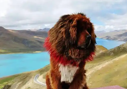藏獒怀孕后吃什么食物