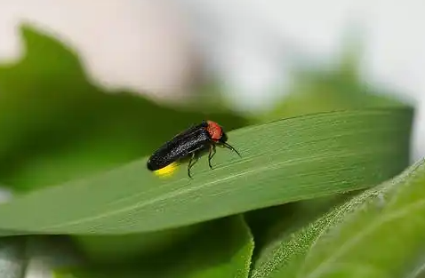 哪里有萤火虫 哪里有萤火虫