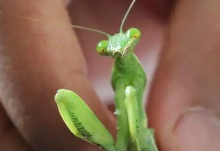 螳螂是不是复眼