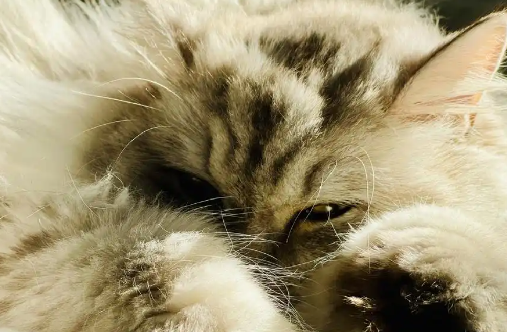 聚焦宠物毛发健康,KERES凯锐思最新研究成果有何亮点? 聚焦宠物毛发健康,KERES凯锐思最新研究成果有何亮点?