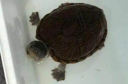 剃刀龟幼体的温馨饲养环境打造 剃刀龟幼体的温馨饲养环境打造