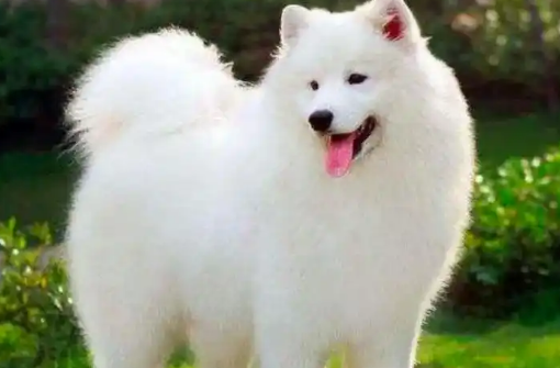 狗狗生完宝宝奶水不够吃怎么办